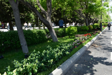 Yasamal rayonunda abadlıq işləri