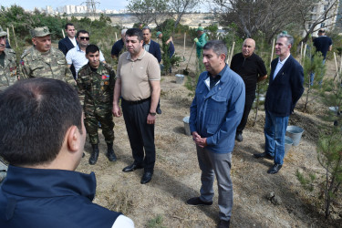 Yasamal rayonunda agacəkmə aksiyası keçirilib