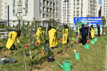 Yasamal rayonunda ağacəkmə aksiyası keçirilib