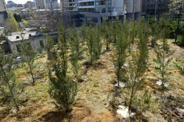 Yasamal rayonunda növbəti ekoloji aksiya