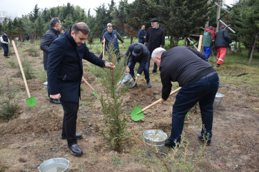 Yasamal rayonunda növbəti irimiqyaslı ağacəkmə aksiyası keçirilib