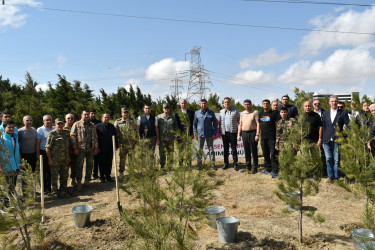 Yasamal rayonunda agacəkmə aksiyası keçirilib