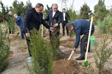 Yasamal rayonunda genişmiqyaslı ağacəkmə aksiyası keçirilib