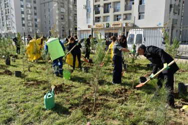 Yasamal rayonunda ağacəkmə aksiyası keçirilib