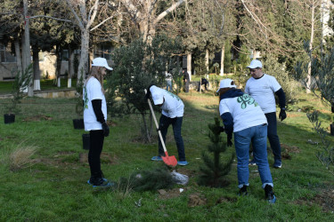 “Yaşıl dünya naminə həmrəylik ili” çərçivəsində növbəti ağacəkmə aksiyası keçirilib