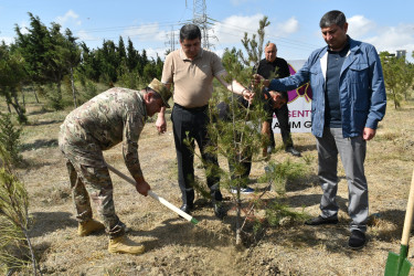 Yasamal rayonunda agacəkmə aksiyası keçirilib