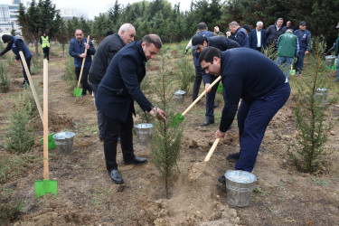Yasamal rayonunda növbəti irimiqyaslı ağacəkmə aksiyası keçirilib