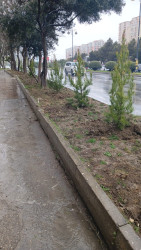 Yasamal rayonunda növbəti yaşıllaşdırma aksiyası keçirilib