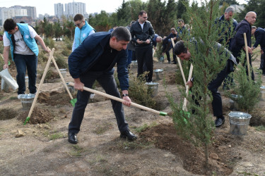 Yasamal rayonunda genişmiqyaslı ağacəkmə aksiyası keçirilib