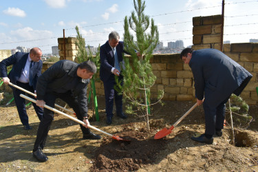 Yasamal rayonunda növbəti ekoloji aksiya keçirilib