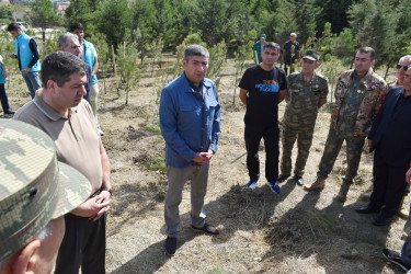 Yasamal rayonunda agacəkmə aksiyası keçirilib