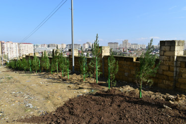 Yasamal rayonunda növbəti ekoloji aksiya keçirilib