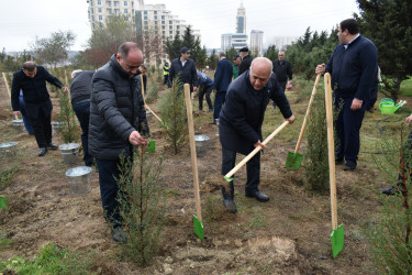 Yasamal rayonunda növbəti irimiqyaslı ağacəkmə aksiyası keçirilib