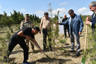 Yasamal rayonunda agacəkmə aksiyası keçirilib