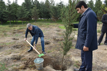 Yasamal rayonunda genişmiqyaslı ağacəkmə aksiyası keçirilib