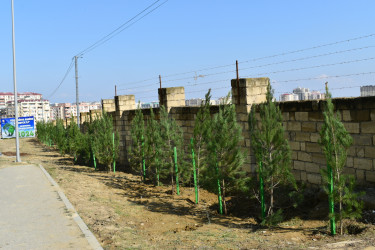 Yasamal rayonunda növbəti ekoloji aksiya keçirilib